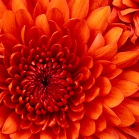 Carmen's photo