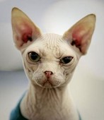 My mascot. 