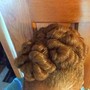 Up do