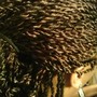 Senegalese Twist 52”