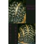 4 the double jumbo feed-in braid