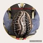 Men's Individual Braids