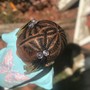 Kid Natural Braids