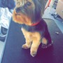 Small Breed Haircut 10-35pounds