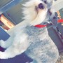 Small Breed Haircut 10-35pounds