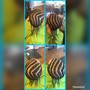 Faux loc, passion twist or spring twist crochets