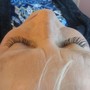 Classic Eyelash Fill