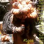 Flexi Rods