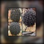 Crochet Natural hair style