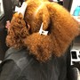 Curl or Flatiron Only