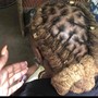 Loc Re-twist and Style (Dreadlocks)