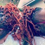 Loc Retwist-N-Style