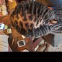 Loc Crochet Maintenance