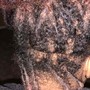 Loc Retwist