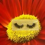 Individual Lashes