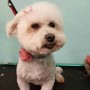 Large Dog Grooming-Short Hair/Long Hair