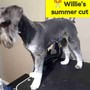 Large Dog Grooming-Short Hair/Long Hair