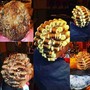 Roller Set/Perm RodSet