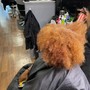 Root Touch Up