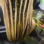 Individual perimeter Crochet Braids