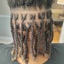 Medium Starter locs (coils)