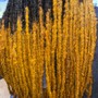 Natural Twists(After Deposit)