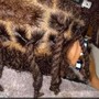 Box braid starter dreads