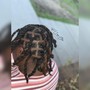 Loc Re-twist