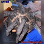 Locs Reattachment