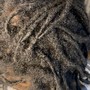 Single dread color