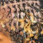 8 week retighten microlocs/sisterlocks