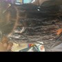 Loc Coils/Comb Twist