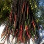 Natural Twists