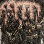 New Loc Coils PARTIAL HEAD (no sides or back)