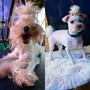 Matted pets (Knots)