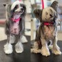 Matted pets (Knots)