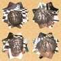 Starter Loc