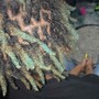 Children Loc Retwist & Style