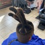 Root Touch Up