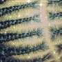 Tribal Braids- 3 layers, singles in first layer