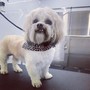 Small Breed Haircut 10-35pounds