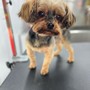 Small Breed Haircut 10-35pounds