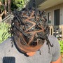 Instant locs.