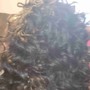 Natural hair rolled Flexi Rods