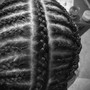 Braids Lesson