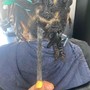 Root Touch Up