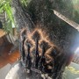 Loc Maintenance (Retwist via Backcomb/Palm Roll method)