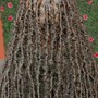 Boho/ Goddess locs ( human hair )