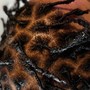 Loc Re-twist