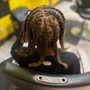 Dreadlocks repair